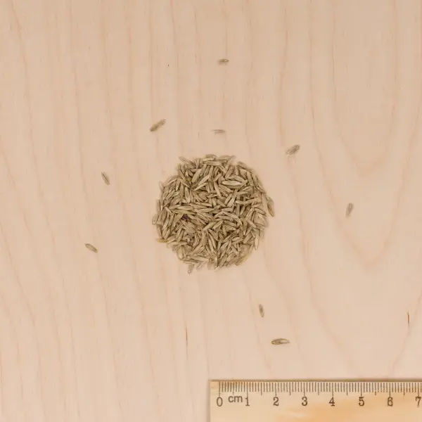 Soin regarnissage - Soin Pansement 2 en 1 - 25 g (x10) - MEDIA_3D